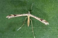Stenoptilia coprodactyla