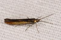 Coleophora