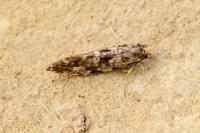 Nemapogon cloacellus