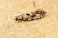 Nemapogon cloacellus