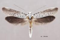 Yponomeuta rorrella