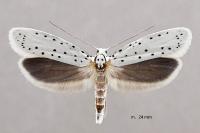 Yponomeuta cagnagella