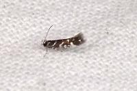 Eteobalea