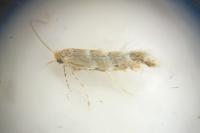 Phyllonorycter