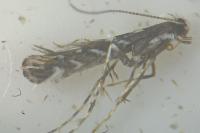 Parectopa ononidis