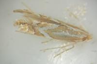 Phyllonorycter