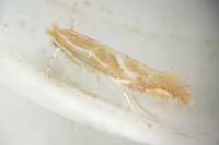 Phyllonorycter corylifoliella