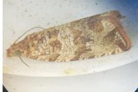 Celypha cespitana