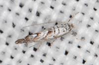 Triberta helianthemella