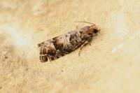 Epinotia pusillana