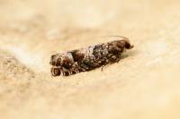Epinotia pusillana