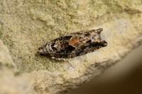 Epinotia nisella