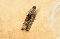 Epinotia nisella