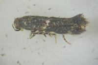 Elachista