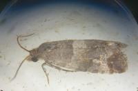 Lobesia abscisana