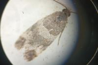 Lobesia abscisana