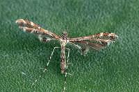 Capperia lorana