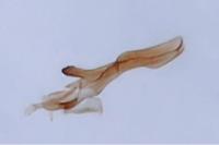 Capperia lorana