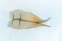 Capperia lorana