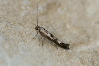 Scythris limbella