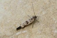 Scythris limbella