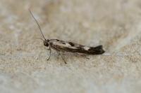 Scythris limbella