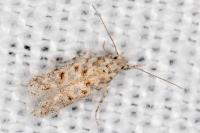 Scrobipalpa bigoti