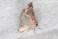 Epinotia thapsiana