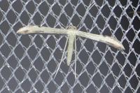 Hellinsia carphodactyla