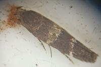 Mompha subbistrigella