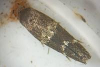 Mompha subbistrigella