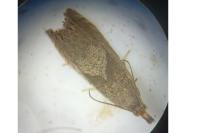 Dichrorampha