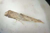 Epermenia aequidentella