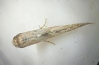Epermenia aequidentella