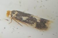 Stigmella assimilella