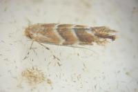 Cameraria ohridella