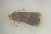 Stigmella