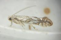 Phyllonorycter geniculella