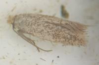 Trifurcula