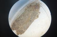 Anacampsis