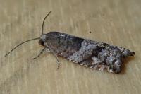 Rhopobota naevana