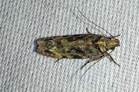 Psoricoptera gibbosella