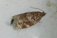 Argyrotaenia ljungiana