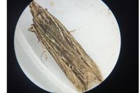 Monochroa palustrellus
