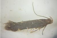 Aproaerema anthyllidella