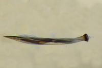 Yponomeuta rorrella