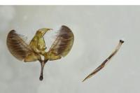 Yponomeuta rorrella