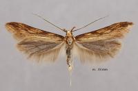 Metzneria neuropterella