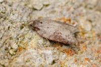 Acleris sparsana