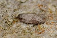 Acleris sparsana